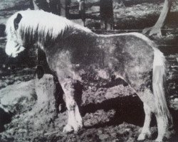 Deckhengst Sten 85 (Gotland-Pony, 1919, von Nicke RR 54)