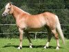 broodmare Alpenflieder (Haflinger, 2006, from 1338 Afghan II)