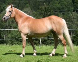 Zuchtstute Alpenflieder (Haflinger, 2006, von 1338 Afghan II)