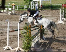 Zuchtstute Zostara Postbaans (KWPN (Niederländisches Warmblut), 2004, von Silverstone)