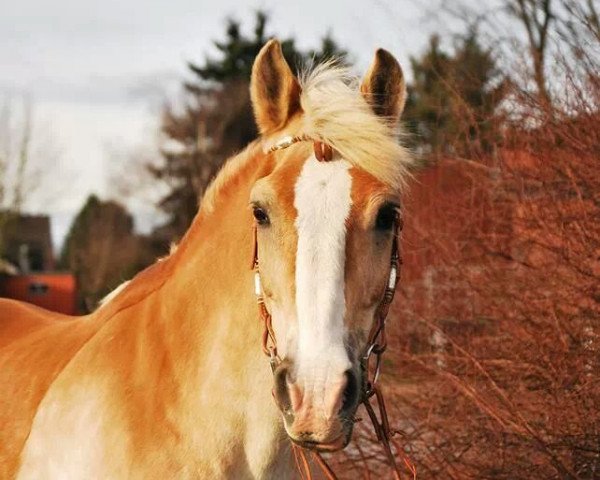 Zuchtstute Holly (Haflinger, 1993, von Hofbube)