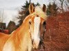 Zuchtstute Holly (Haflinger, 1993, von Hofbube)