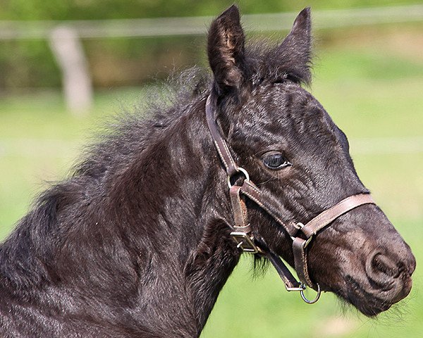 horse Monty (Friese,  , from Kaspar)