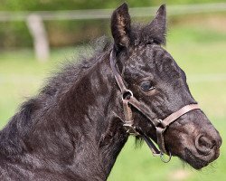 Pferd Monty (Friese,  , von Kaspar)