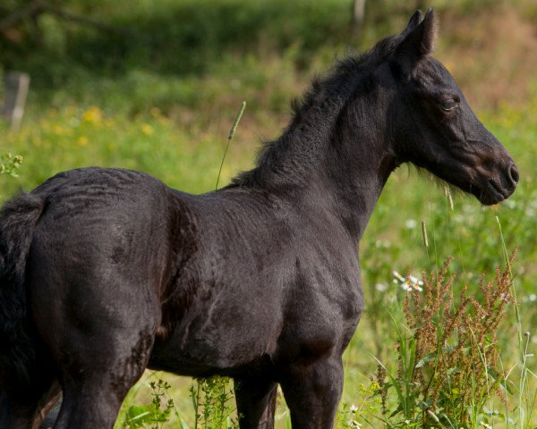 broodmare Padia (Friese, 2013, from Kaspar)