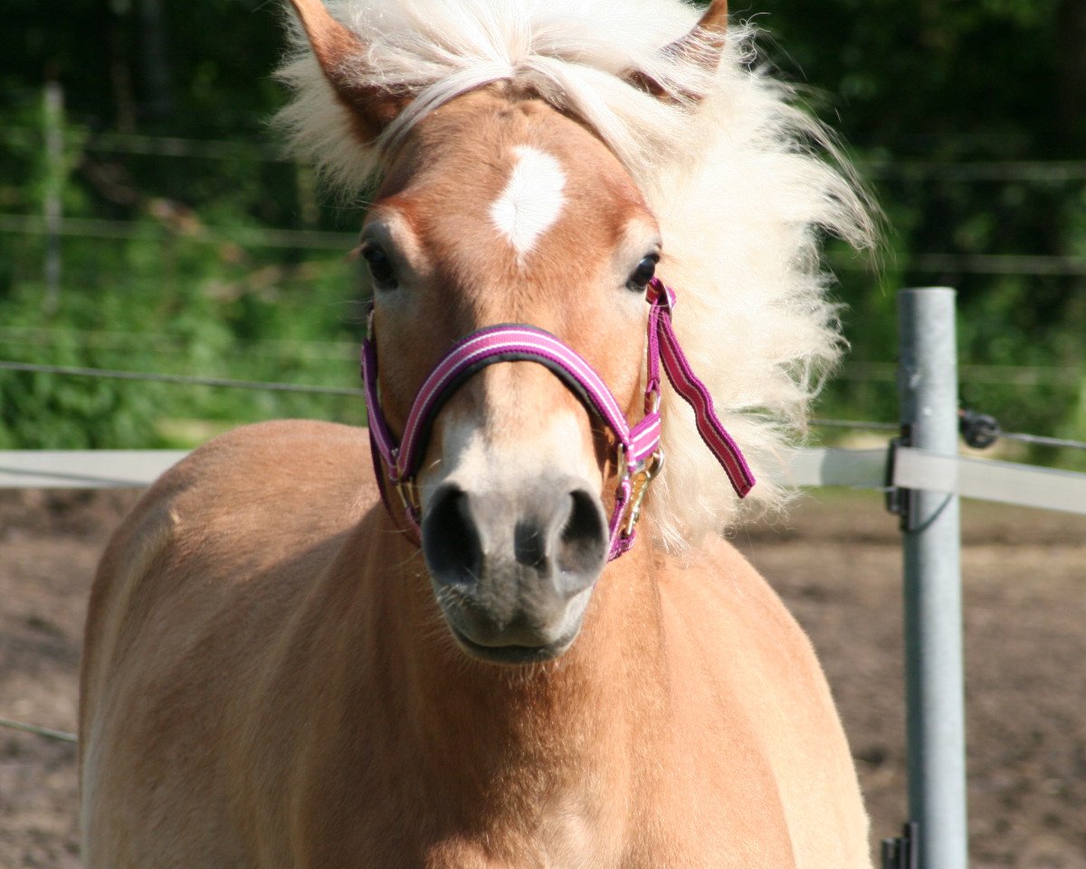 Pferd Nvidia (Haflinger, 2012)