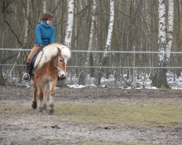 Pferd Nescala-Jolie (Haflinger, 2003, von Novara (6,25% ox))