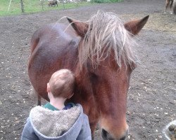 horse Benni 30 (Dt.Part-bred Shetland pony,  )