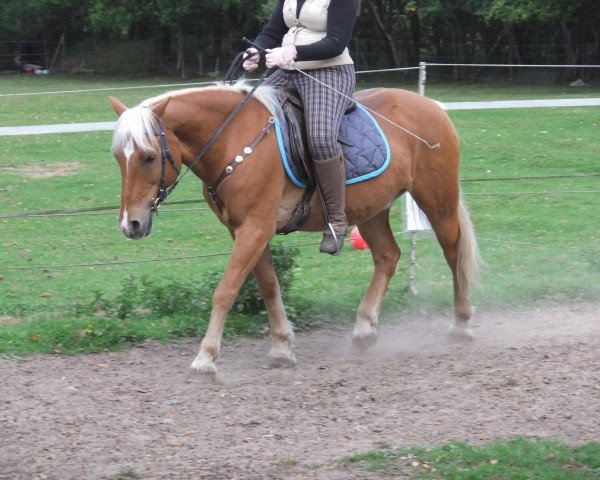 horse Askari (6,25% ox) (Edelbluthaflinger, 1992, from Achat (12,5% ox))