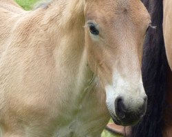 horse El Bundy (Rhenish-German Cold-Blood, 2013, from Erkan)