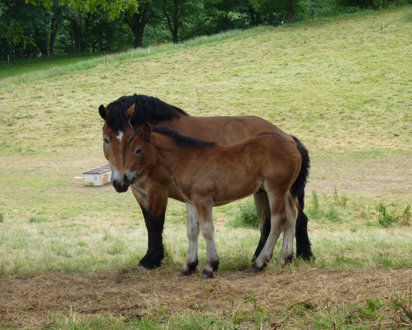 Zuchtstute Malve (Rheinisch-Deutsches Kaltblut, 2008, von Enno)