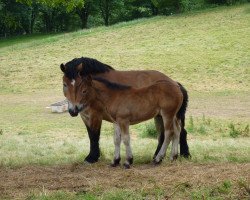 broodmare Malve (Rhenish-German Cold-Blood, 2008, from Enno)