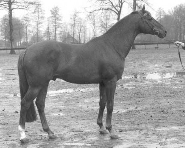 stallion Gagson Wimborn AA (Anglo-Arabs, 1980, from Gag xx)