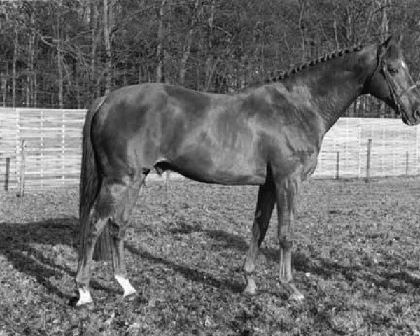 stallion Gag xx (Thoroughbred, 1966, from Mourne xx)