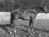 stallion Gag xx (Thoroughbred, 1966, from Mourne xx)