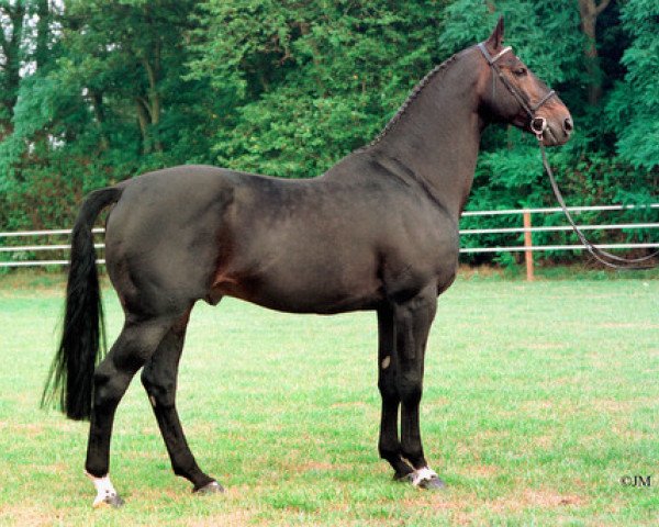 stallion Vasco (Dutch Warmblood, 1979, from Gag xx)