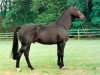 stallion Vasco (Dutch Warmblood, 1979, from Gag xx)