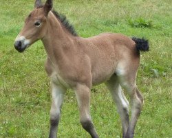 horse Exkalibur (Rhenish-German Cold-Blood, 2013, from Erkan)