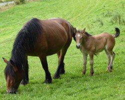 broodmare Uganda (Rhenish-German Cold-Blood, 2009, from Djago II)