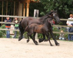 horse Wolke (Friese,  , from Arjon Z)