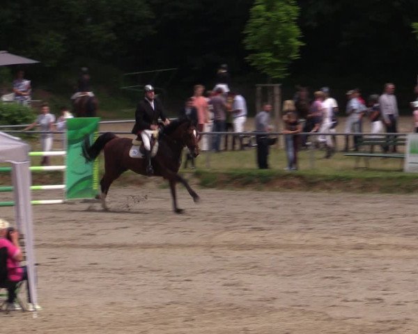 Reitturnier Lgl.-Oberhain, B95 2021