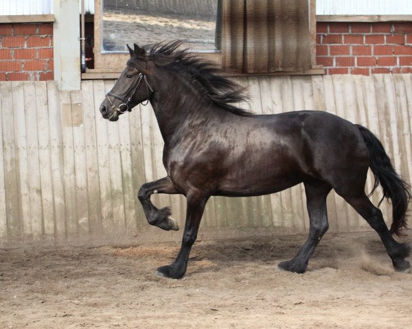 Zuchtstute Wisbee (Friese, 2007, von Oetze)