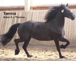 horse Tamina (Friese,  , from Arjon Z)