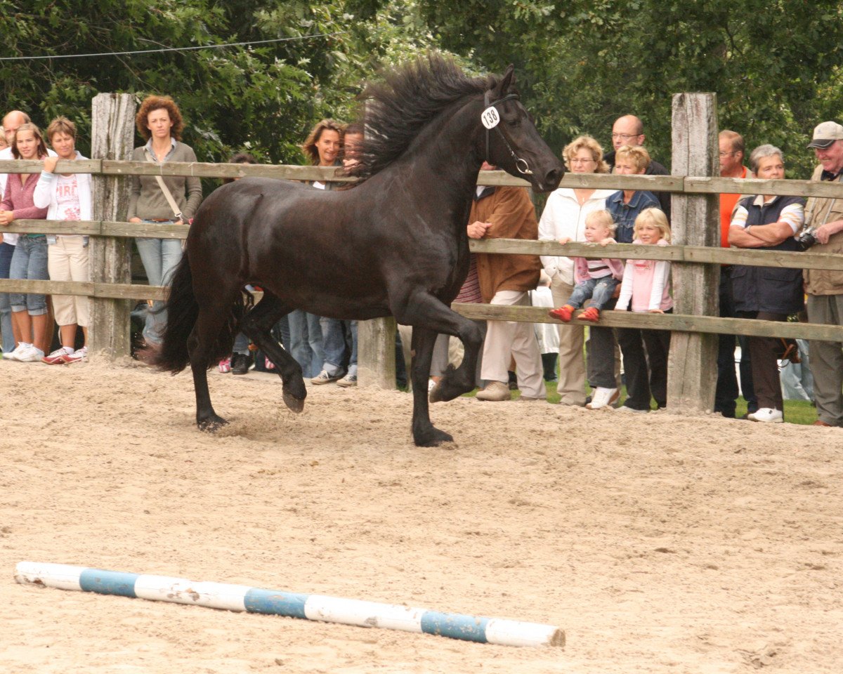 horse Oukje R. vom Heidjershof (Friese,  , from Oetze)