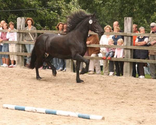 horse Oukje R. vom Heidjershof (Friese,  , from Oetze)