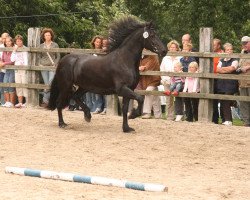 horse Oukje R. vom Heidjershof (Friese,  , from Oetze)