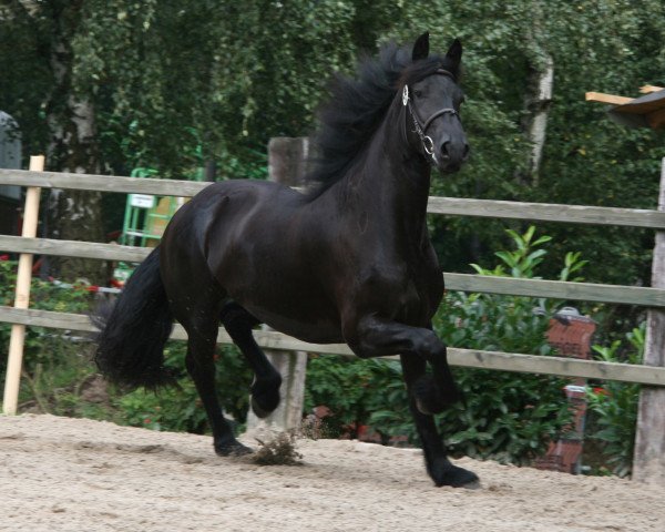 Pferd Momo W. (Friese,  , von Oetze)