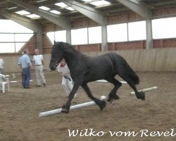 horse Wilko vom Revel (Friese,  , from Arjon Z)