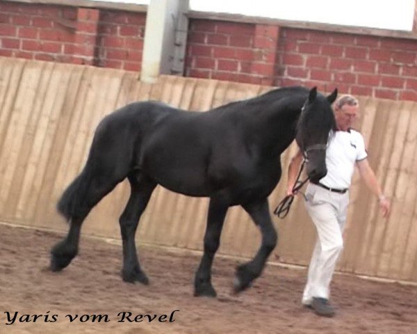 Pferd Yaris vom Revel (Friese,  , von Filou)