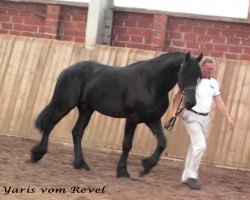 horse Yaris vom Revel (Friese,  , from Filou)