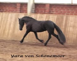 Pferd Yara von Schönemoor (Friese,  , von Arjon Z)