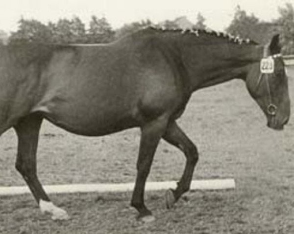 horse Warthburg (Holsteiner, 1962, from Aldato)