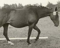 broodmare Warthburg (Holsteiner, 1962, from Aldato)