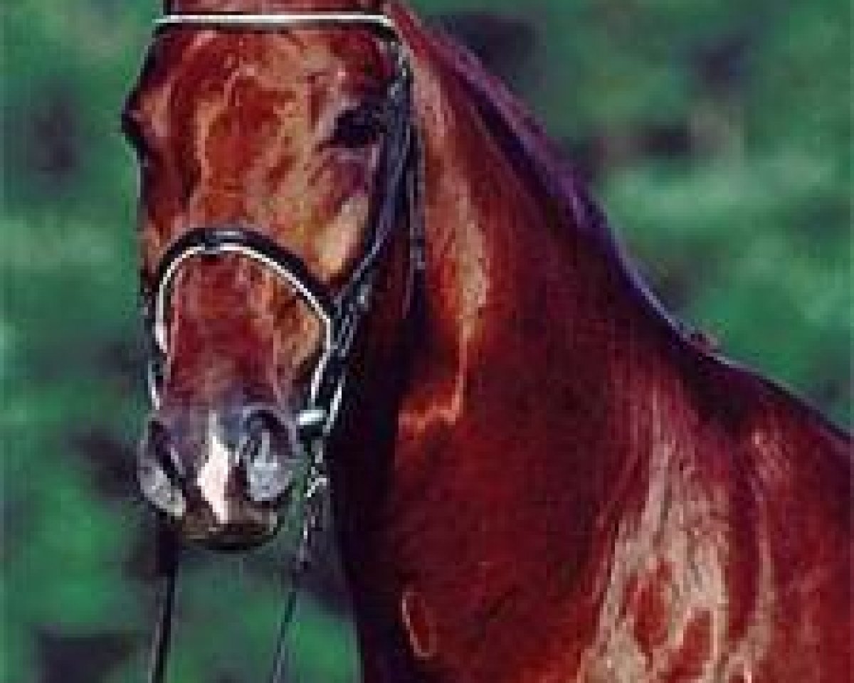 stallion Wild Dance (Hanoverian, 1997, from Wolkenstein II)
