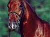stallion Wild Dance (Hanoverian, 1997, from Wolkenstein II)