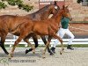 broodmare Fine Fantasy R (German Sport Horse, 2014, from Fürst Romancier)