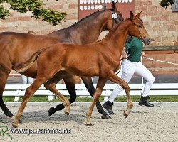 broodmare Fine Fantasy R (German Sport Horse, 2014, from Fürst Romancier)