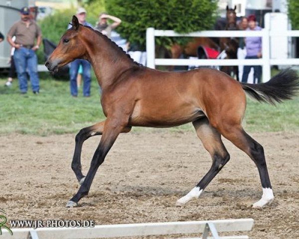 Dressurpferd Zarah Leander (Deutsches Sportpferd, 2014, von Birkhof's Zalando OLD)