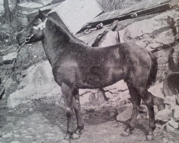 stallion Christer 21 (Gotland Pony, 1904, from King Polo)
