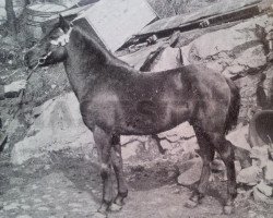 Deckhengst Christer 21 (Gotland-Pony, 1904, von King Polo)