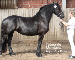 broodmare Tabea (Friese, 2006, from Arjon Z)