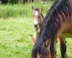 broodmare Ulla (Rhenish-German Cold-Blood, 2008, from Enno)