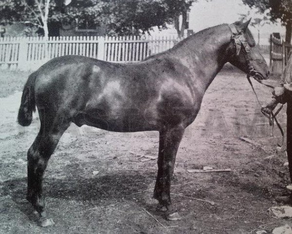 stallion Freij 11 (Gotland Pony, 1902, from Khediven RR 1)