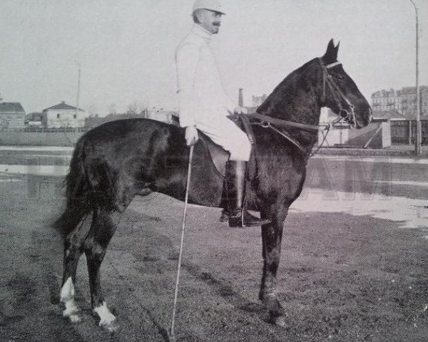 stallion King Polo (Gotland Pony, 1888)
