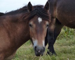 horse Thea (Rhenish-German Cold-Blood, 2013, from Erkan)