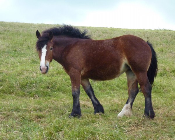 broodmare Utopia (Rhenish-German Cold-Blood, 2013, from Erkan)